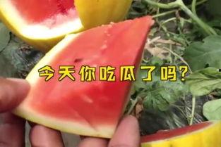 17吃瓜fun,揭秘娱乐圈那些不为人知的幕后故事