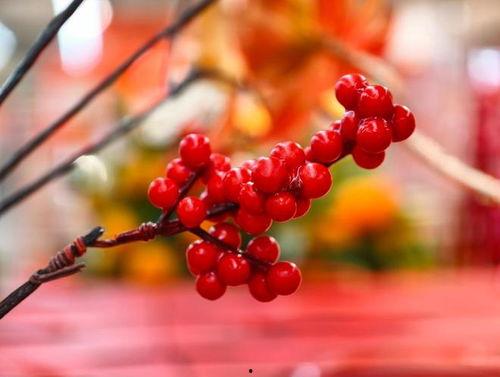 红豆寄相思,千年情缘的传承与演绎